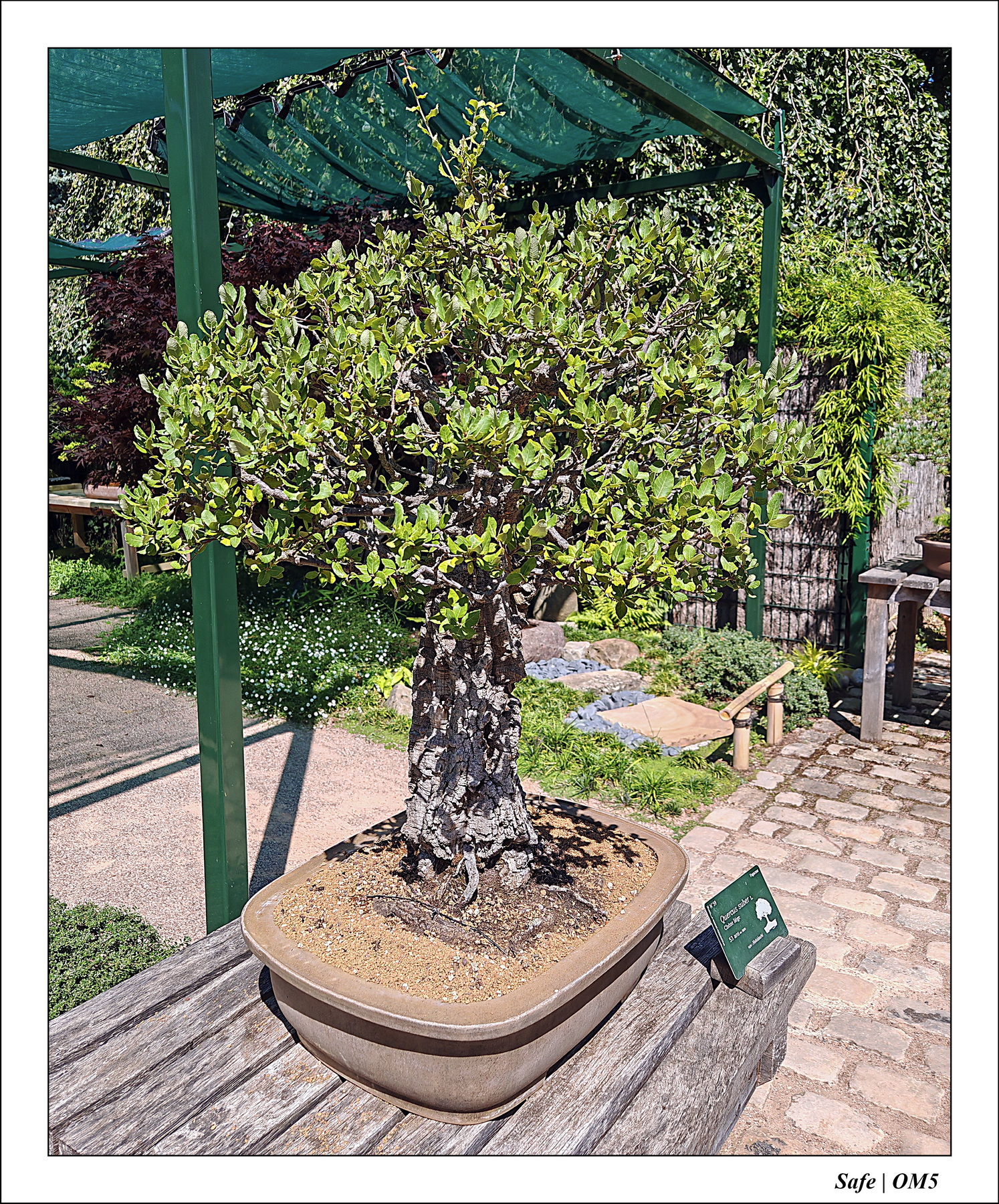 2025 - 08 - Vallée des loups - 01